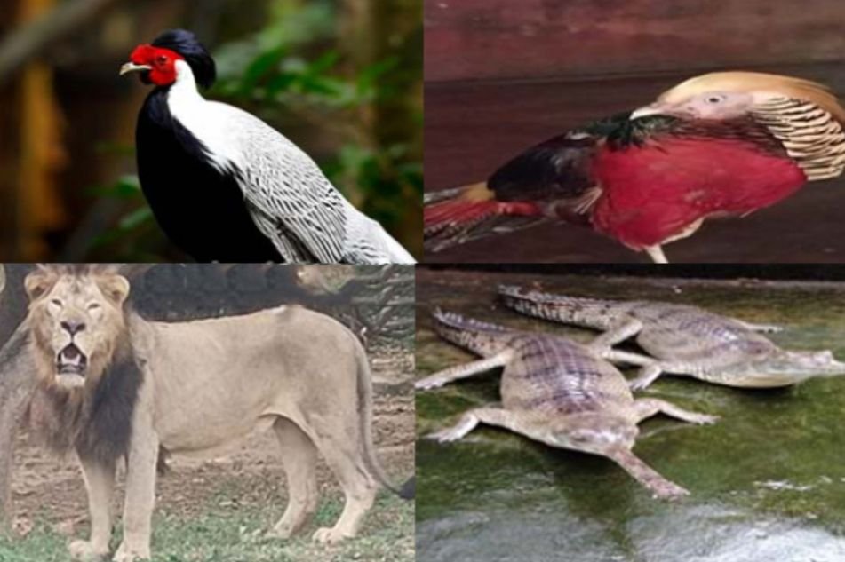 ಪಿಲಿಕುಳ ಮೃಗಾಲಯದಲ್ಲಿ ಸಂತಸದ ಸಂಭ್ರಮ!!