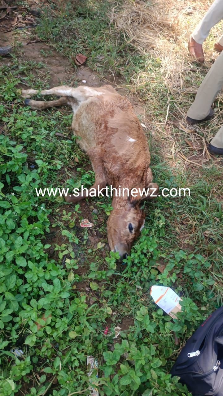 ಪುತ್ತೂರು: ಆಕ್ರಮ ಗೋ ಸಾಗಾಟಕ್ಕೆ ತಡೆ; ಇಬ್ಬರು ಪರಾರಿ, ಕರು ಮೃತ್ಯು!!