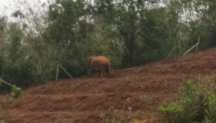 elephant