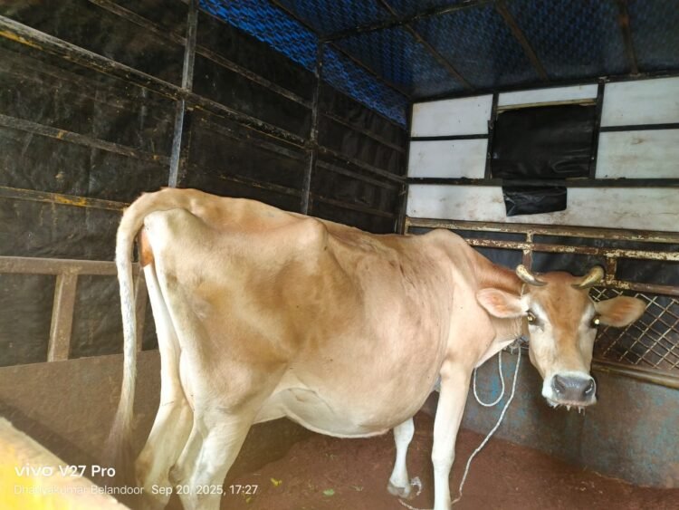 cow