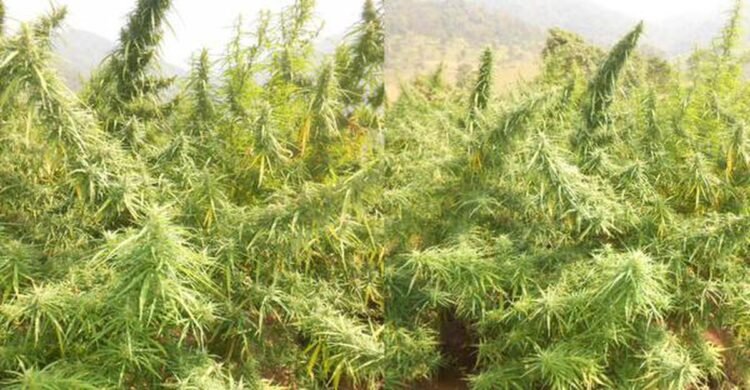 ganja