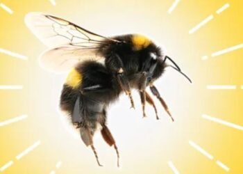bee