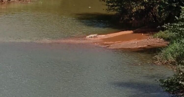 crocodile