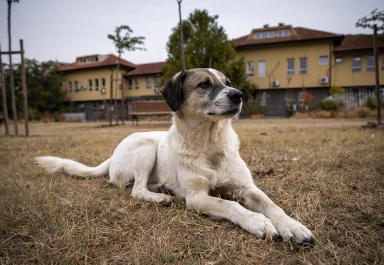dog