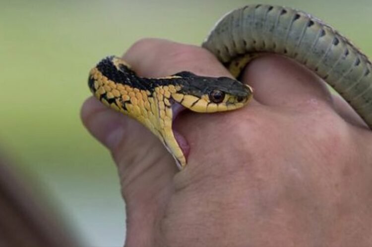 snack-bite