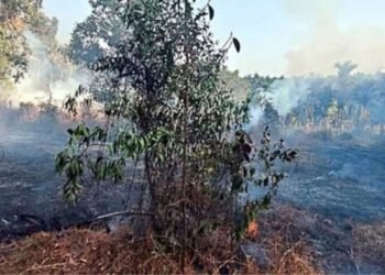 ವಿದ್ಯುತ್ ಶಾರ್ಟ್ ಸರ್ಕ್ಯೂಟ್ – ಚಿಕ್ಕಮುಡ್ನೂರಿನಲ್ಲಿ ಬೆಂಕಿ ದುರಂತ, ಕೃಷಿಗೆ ಹಾನಿ