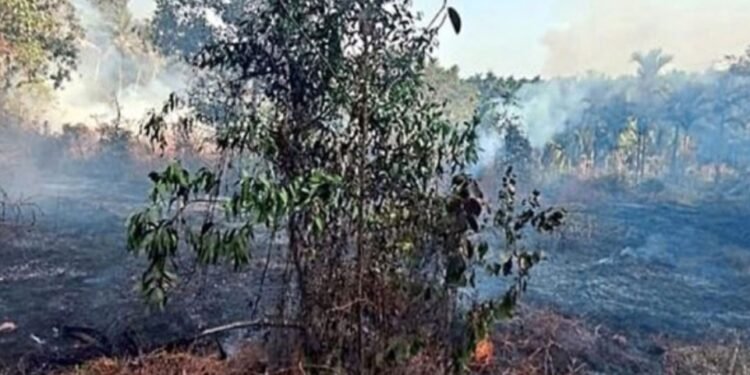 ವಿದ್ಯುತ್ ಶಾರ್ಟ್  ಸರ್ಕ್ಯೂಟ್‌  – ಚಿಕ್ಕಮುಡ್ನೂರಿನಲ್ಲಿ ಬೆಂಕಿ ದುರಂತ, ಕೃಷಿಗೆ ಹಾನಿ