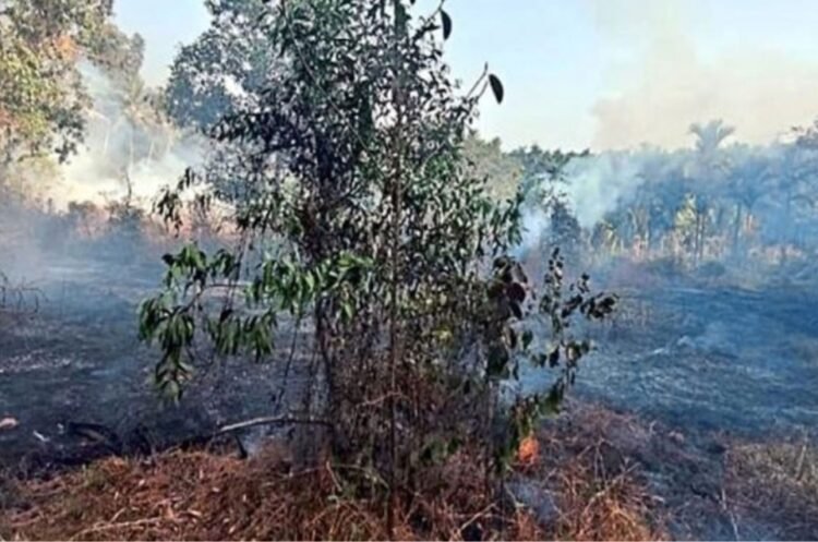ವಿದ್ಯುತ್ ಶಾರ್ಟ್  ಸರ್ಕ್ಯೂಟ್‌  – ಚಿಕ್ಕಮುಡ್ನೂರಿನಲ್ಲಿ ಬೆಂಕಿ ದುರಂತ, ಕೃಷಿಗೆ ಹಾನಿ