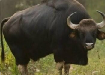 ಐತ್ತೂರು ಅಕ್ರಮ ಕಾಡೆಮ್ಮೆ ಬೇಟೆ ಪ್ರಕರಣ: ಅರಣ್ಯ ಅಧಿಕಾರಿಗಳ ವಿರುದ್ಧ ತನಿಖೆಗೆ ರಾಜ್ಯ ಮುಖ್ಯ ವನ್ಯಜೀವಿ ಪಾಲಕರ ಸೂಚನೆ