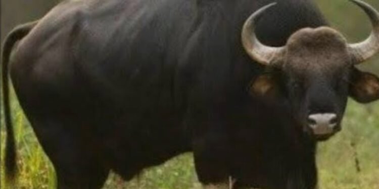 ಸುಬ್ರಹ್ಮಣ್ಯದಲ್ಲಿ ಕಾಟಿ ಬೇಟೆ: ಅರಣ್ಯ ಅಧಿಕಾರಿಗಳ ವಿರುದ್ಧ ತನಿಖೆಗೆ ಸೂಚನೆ!