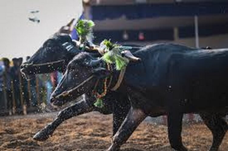 kambala-buffalo