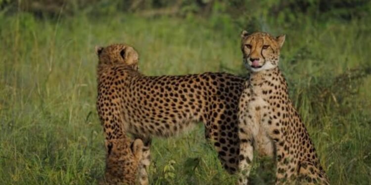 ಮಂಗಳೂರಿನಲ್ಲಿ ಚಿರತೆ ಭೀತಿ: ನಾಗರೀಕರಲ್ಲಿ ಆತಂಕ