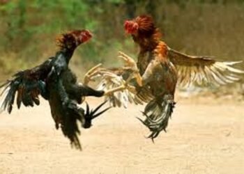 cock-fighting