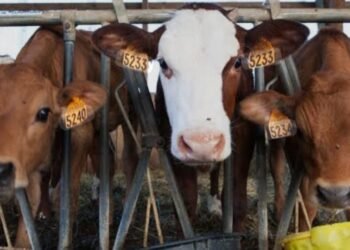 ಬಂಟ್ವಾಳದಲ್ಲಿ ಅಕ್ರಮ ಜಾನುವಾರು ಸಾಗಾಟ ಪತ್ತೆ: ವಾಹನ ಸಹಿತ ಇಬ್ಬರು ವಶಕ್ಕೆ