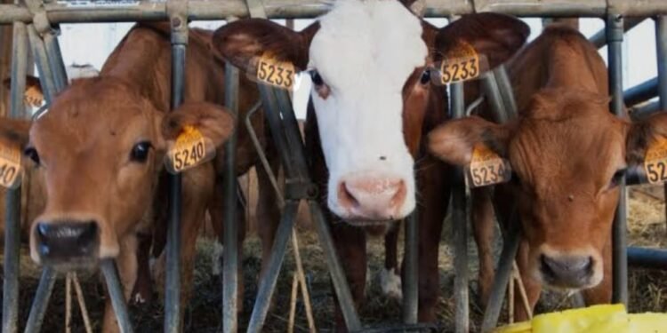 ಬಂಟ್ವಾಳದಲ್ಲಿ ಅಕ್ರಮ ಜಾನುವಾರು ಸಾಗಾಟ ಪತ್ತೆ: ವಾಹನ ಸಹಿತ ಇಬ್ಬರು ವಶಕ್ಕೆ