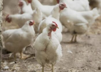 ಹಕ್ಕಿ ಜ್ವರ ಆತಂಕ: ಭಾರತದ ಕೋಳಿ ಮಾಂಸ, ಮೊಟ್ಟೆ ಆಮದಿಗೆ ಸೌದಿ ನಿಷೇಧ