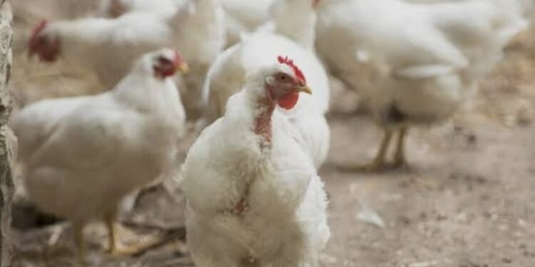 ಹಕ್ಕಿ ಜ್ವರ ಆತಂಕ: ಭಾರತದ ಕೋಳಿ ಮಾಂಸ, ಮೊಟ್ಟೆ ಆಮದಿಗೆ ಸೌದಿ ನಿಷೇಧ