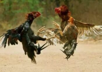 ಅಕ್ರಮ ಕೋಳಿ ಅಂಕ ಜೂಜಾಟದ ಮೇಲೆ ದಾಳಿ – ಮೂವರ ಬಂಧನ, ಕೋಳಿಗಳು ಮತ್ತು ನಗದು ವಶ