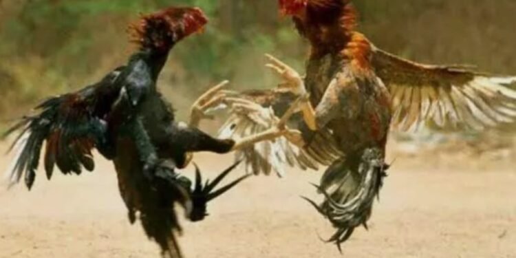 ಅಕ್ರಮ ಕೋಳಿ ಅಂಕ ಜೂಜಾಟದ ಮೇಲೆ ದಾಳಿ – ಮೂವರ ಬಂಧನ, ಕೋಳಿಗಳು ಮತ್ತು ನಗದು ವಶ