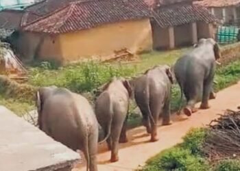 ದಕ್ಷಿಣ ಕನ್ನಡ ಜಿಲ್ಲೆಗೆ ಪ್ರತ್ಯೇಕ ಆನೆ ಕಾರ್ಯಪಡೆ: ಸರ್ಕಾರದ ಮಹತ್ವದ ಆದೇಶ