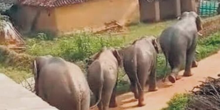 ದಕ್ಷಿಣ ಕನ್ನಡ ಜಿಲ್ಲೆಗೆ ಪ್ರತ್ಯೇಕ ಆನೆ ಕಾರ್ಯಪಡೆ: ಸರ್ಕಾರದ ಮಹತ್ವದ ಆದೇಶ