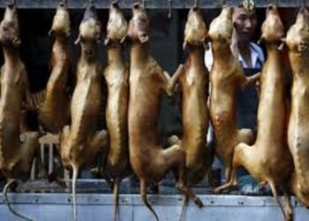 dog-meat