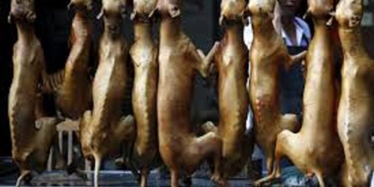 dog-meat
