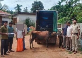 cattle