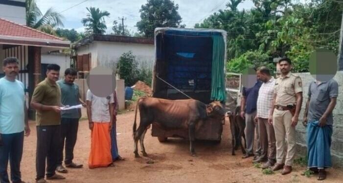 cattle