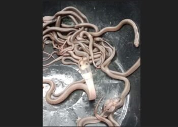 cobra