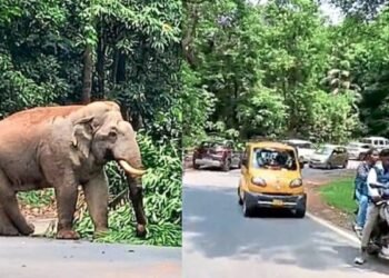 elephant