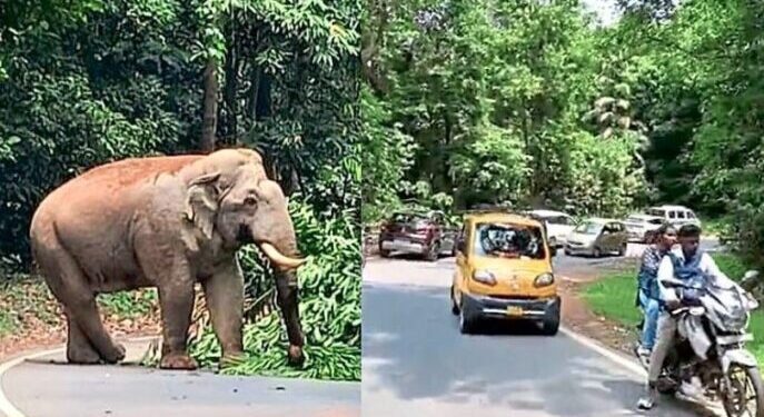 elephant