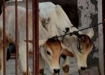 cow