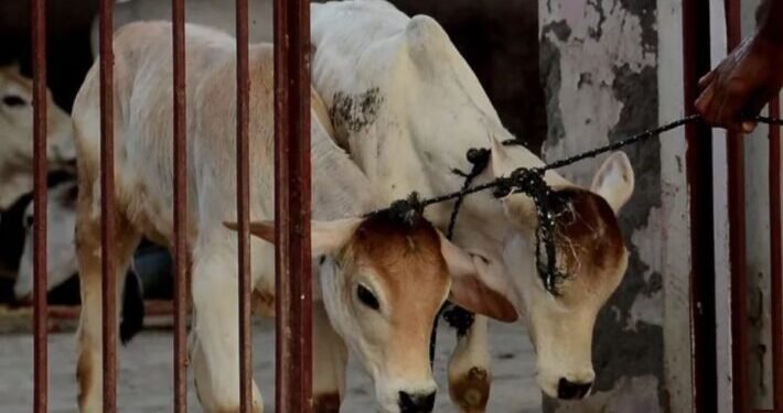 cow