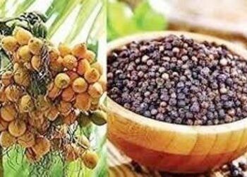 ಬೆಳೆ ವಿಮೆ ಪ್ರೀಮಿಯಂ ಪಾವತಿಗೆ ಆ.17ರವರೆಗೆ ಅವಧಿ ವಿಸ್ತರಣೆ
