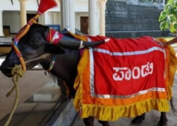 ಕಂಬಳ ಕ್ಷೇತ್ರದ ಲೆಜೆಂಡ್ ‘ನಂದಳಿಕೆ ಪಾಂಡು’ ಇನ್ನಿಲ್ಲ..!