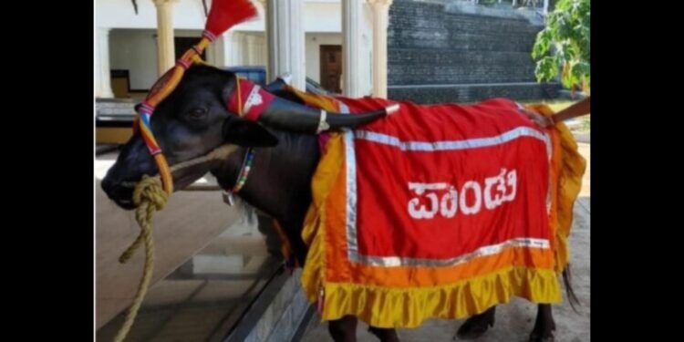 ಕಂಬಳ ಕ್ಷೇತ್ರದ ಲೆಜೆಂಡ್ ‘ನಂದಳಿಕೆ ಪಾಂಡು’ ಇನ್ನಿಲ್ಲ..!