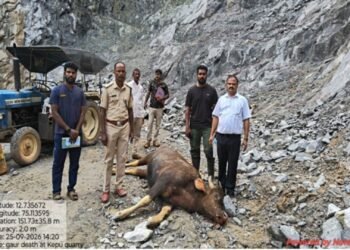 ವಿಟ್ಲ: ಉಕ್ಕುಡದ ಸೌಪರ್ಣಿಕಾ ಕ್ರಷರ್ನಲ್ಲಿ ಹೊಂಡಕ್ಕೆ ಬಿದ್ದು ಮೂರು ಕಾಡುಕೋಣಗಳ ಸಾವು!!