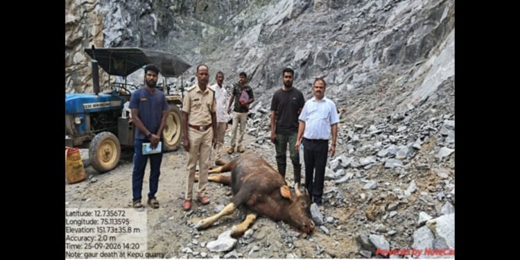 ವಿಟ್ಲ: ಉಕ್ಕುಡದ ಸೌಪರ್ಣಿಕಾ ಕ್ರಷರ್‌ನಲ್ಲಿ ಹೊಂಡಕ್ಕೆ ಬಿದ್ದು ಮೂರು ಕಾಡುಕೋಣಗಳ ಸಾವು!!