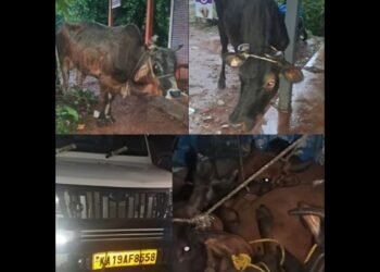 ಪುತ್ತೂರಿನಲ್ಲಿ ಅಕ್ರಮ ಗೋವು ಸಾಗಾಟ ಆರೋಪ: 11 ಗೋವುಗಳ ರಕ್ಷಣೆ, ಓರ್ವ ವಶಕ್ಕೆ