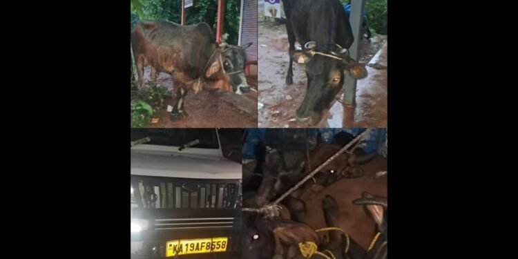 ಪುತ್ತೂರಿನಲ್ಲಿ ಅಕ್ರಮ ಗೋವು ಸಾಗಾಟ ಆರೋಪ: 11 ಗೋವುಗಳ ರಕ್ಷಣೆ, ಓರ್ವ ವಶಕ್ಕೆ