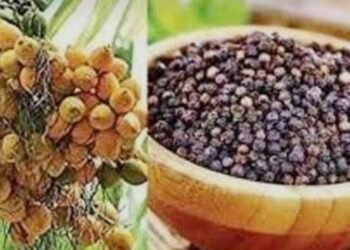 ದ.ಕ.: ಬೆಳೆ ವಿಮೆ ಜಮೆ ಆರಂಭ; ಕಡಿಮೆ ಮೊತ್ತಕ್ಕೆ ರೈತರ ಅಸಮಾಧಾನ